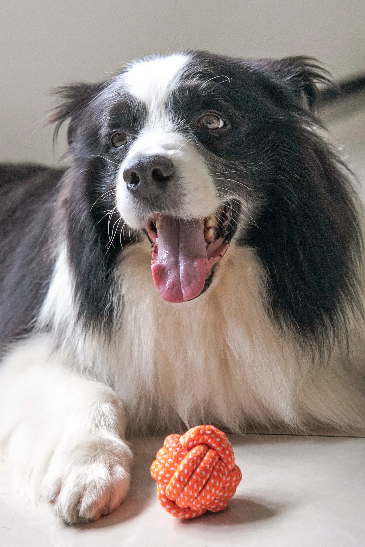 Seilball für große und kleine Hunde